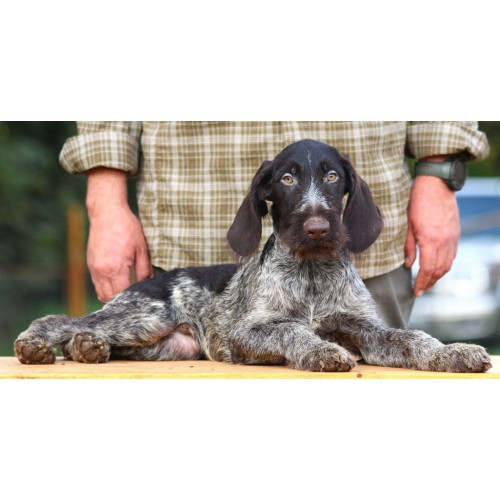 Породистый щенок из помета П кобель №8 породы дратхаар Породистый щенок из помета П кобель №8 породы дратхаар